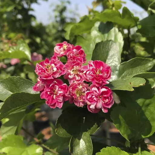 "Redthorn Paul's Scarlet - Crataegus laevigata - 7 L pot 80-100 cm image"