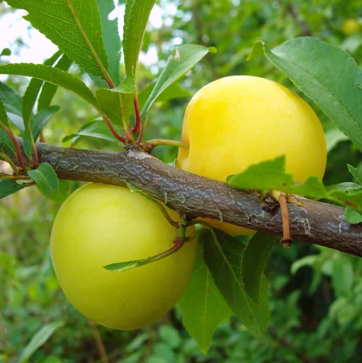 "Japanese plum "Golden Japan" bush, in a 10L container, juicy, sweet-sour taste image"