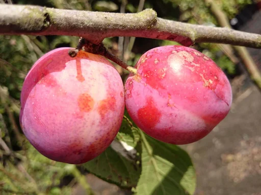 "Plum "Queen Victoria" bush, in 10 containers, juicy flesh image"