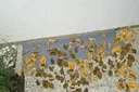 Dirt and small animal deflectors for light shafts, fiberglass fabric
