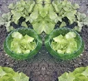 Plant collar and snail protection ring - 5 pieces