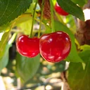 Sour cherry "Hungarian Grape" half-stem, in a 10L container, very good, pleasant taste