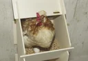 Wooden laying nest for chickens
