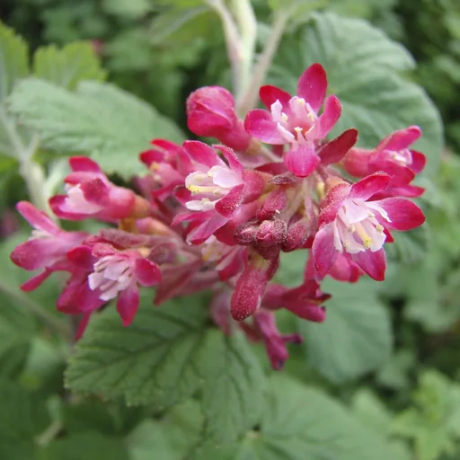 "Zierjohannisbeere Pulborough Scarlet - Bloodcurrant - 12 L Topf 100-125 cm image"